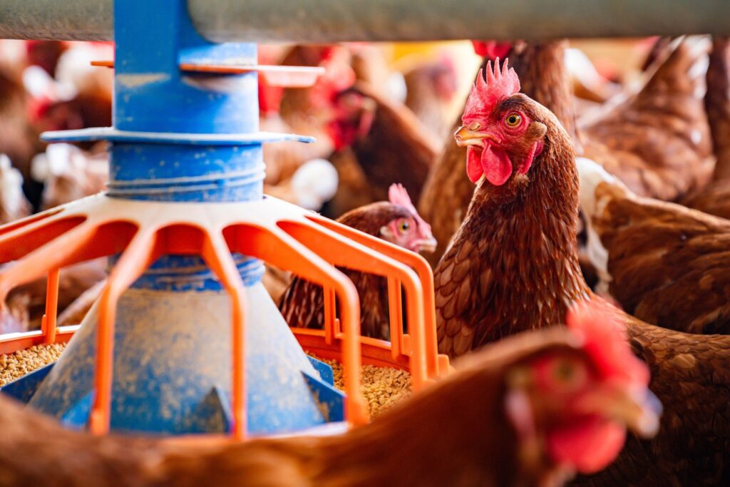 Close-up on chickens eating from a feeder at a poultry farm