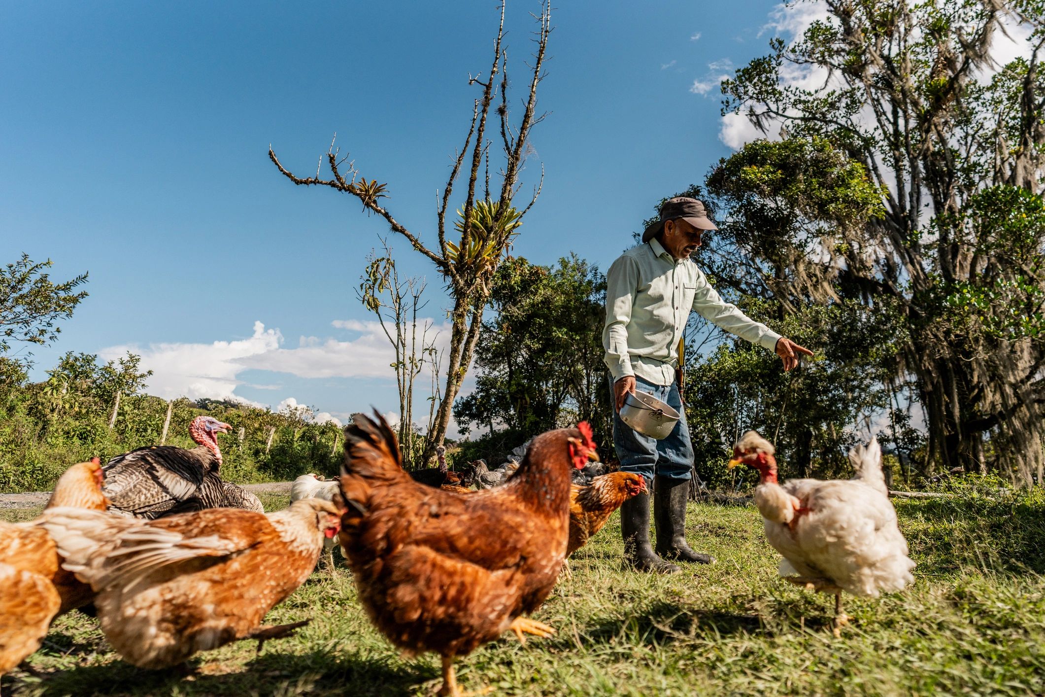 Male farmer feeding chickens on a farm