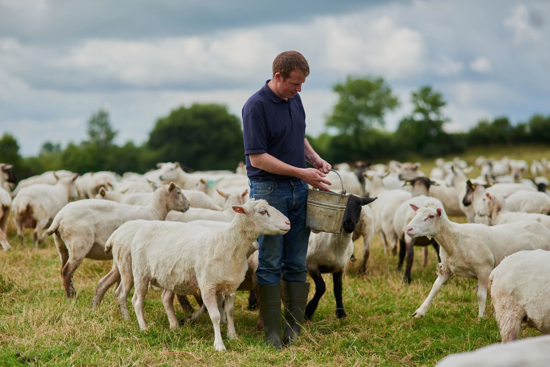 Male farmer feeding sheep on a farm